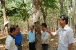Cao su Kon Tum: Tìm biện pháp hữu hiệu thích ứng với thời tiết